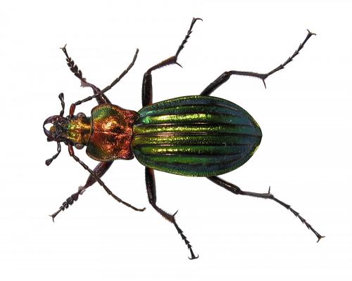 Réf. 208 878 : Carabus auronitens