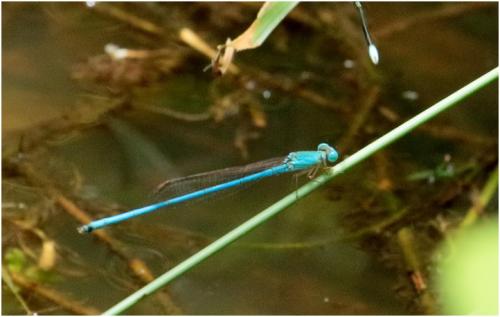 Ceriagrion azureum