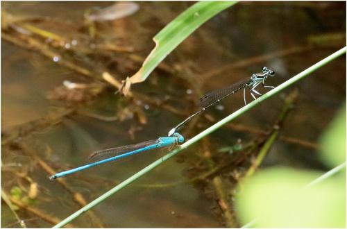 Réf. 208 135 : Ceriagrion azureum