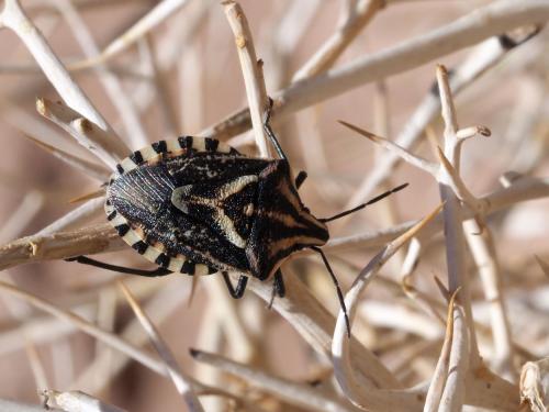 Réf. 208 965 : Codophila maculicollis