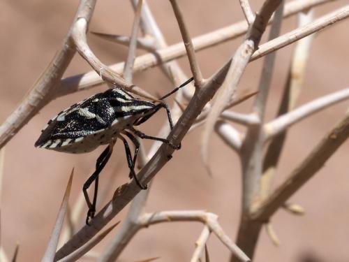 Réf. 208 966 : Codophila maculicollis