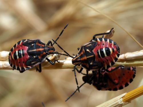 Réf. 208 971 : Codophila maculicollis