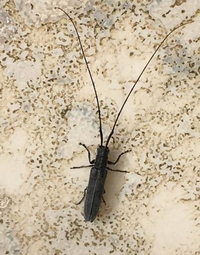 Calamobius filum