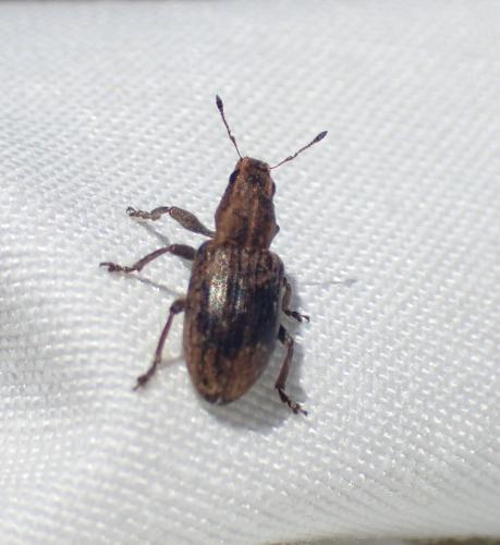 Réf. 208 035 : Sitona sp.