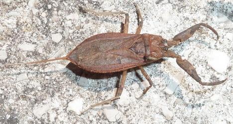 Réf. 208 043 : Nepa cinerea
