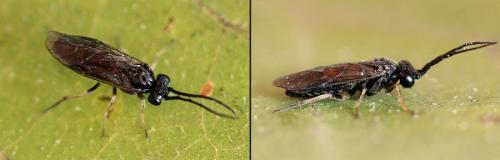 Priophorus compressicornis