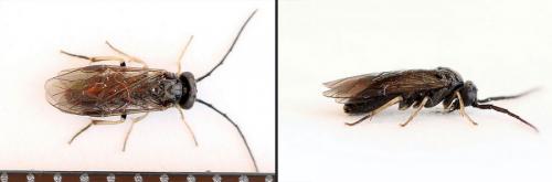 Priophorus compressicornis