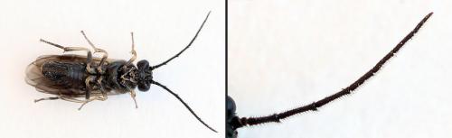 Priophorus compressicornis