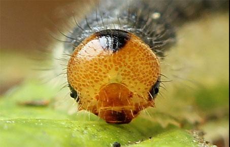 Priophorus compressicornis
