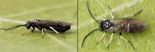 Priophorus compressicornis