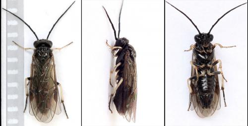 Priophorus compressicornis