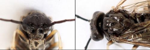 Priophorus compressicornis