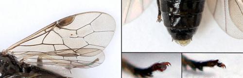 Réf. 208 126 : Priophorus compressicornis