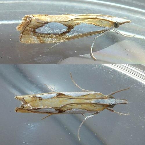 Réf. 208 265 : Catoptria pinella