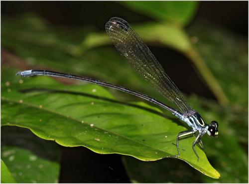 Cryptophaea vietnamensis