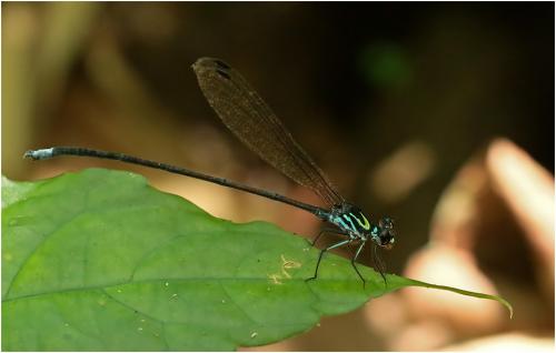 Cryptophaea vietnamensis