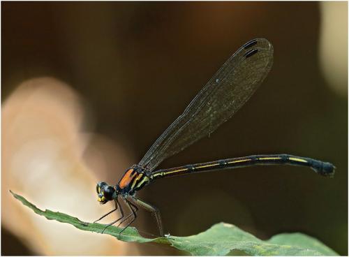 Réf. 208 984 : Cryptophaea vietnamensis