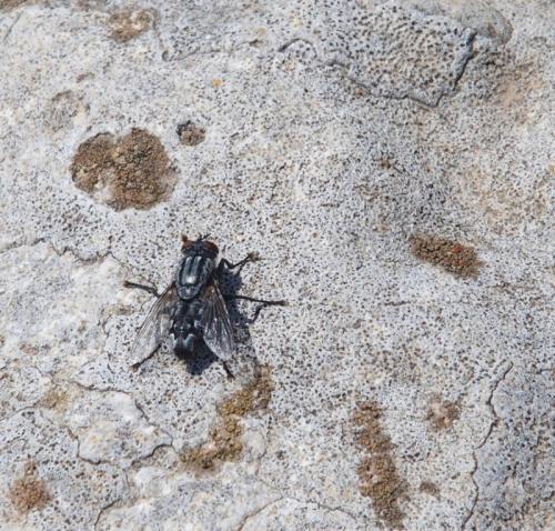 Sarcophaga sp.
