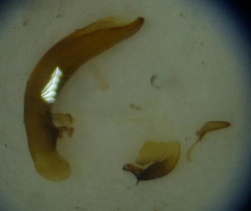 Réf. 208 176 : Pterostichus vernalis