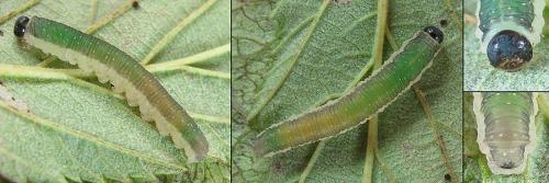 Ametastegia equiseti