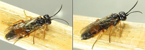 Ametastegia equiseti
