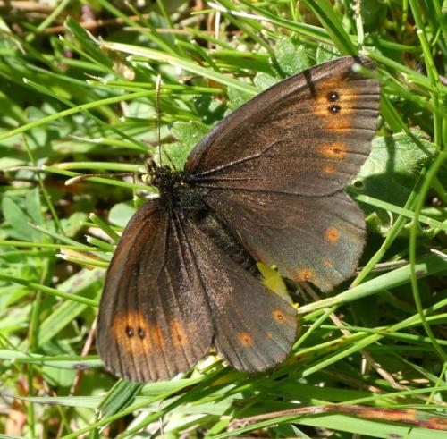Réf. 208 042 : Erebia (medusa)
