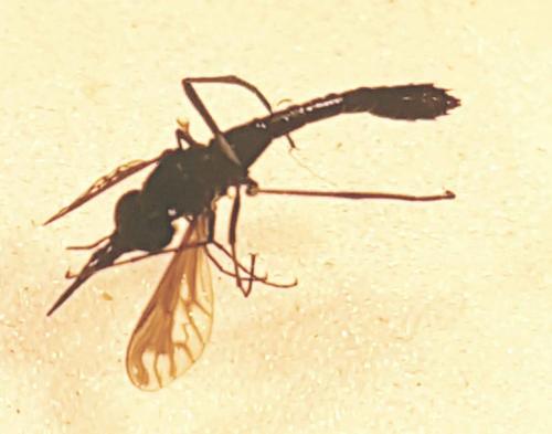 Réf. 208 968 : Eclimus gracilis