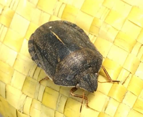Réf. 208 831 : Eurygaster maura