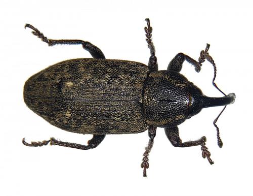 Réf. 208 154 : Tournotaris bimaculata