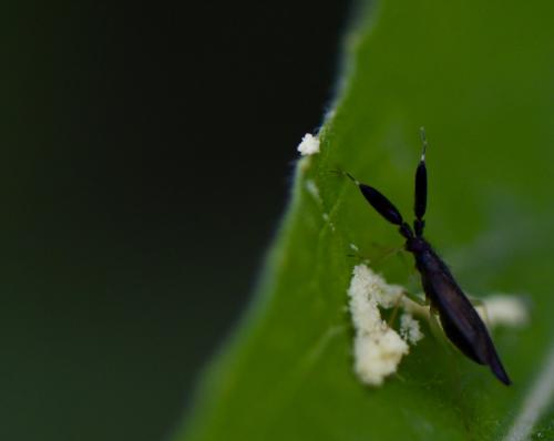 Réf. 208 723 : Heterotoma planicornis