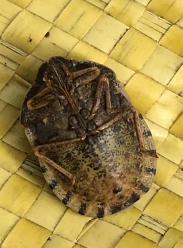Réf. 208 832 : Eurygaster maura