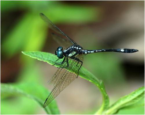 Hylaeothemis sp.