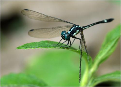 Réf. 208 827 : Hylaeothemis sp.