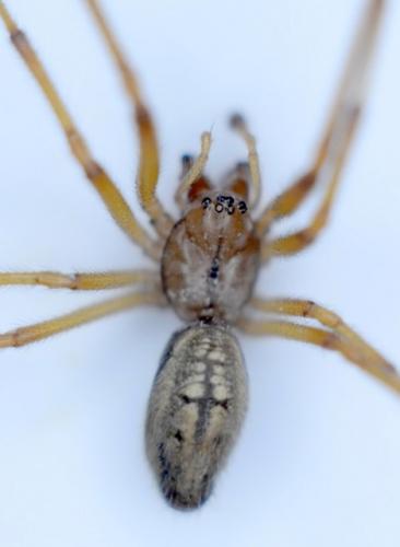 Réf. 208 451 : Enoplognatha mordax