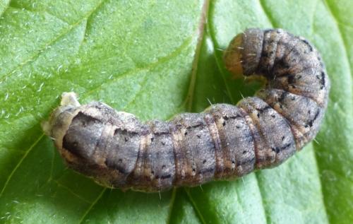 Mamestra brassicae