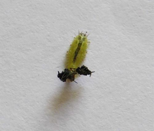 Réf. 208 166 : Cassida viridis