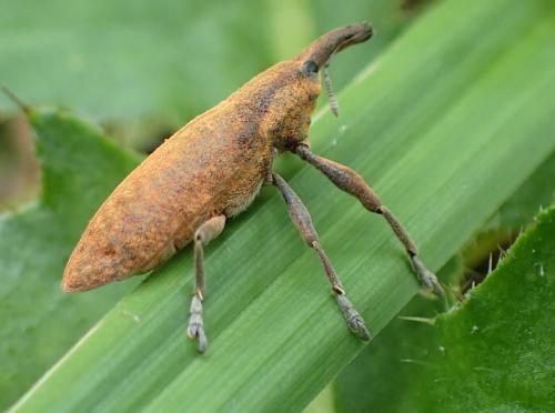 Lixus sp.