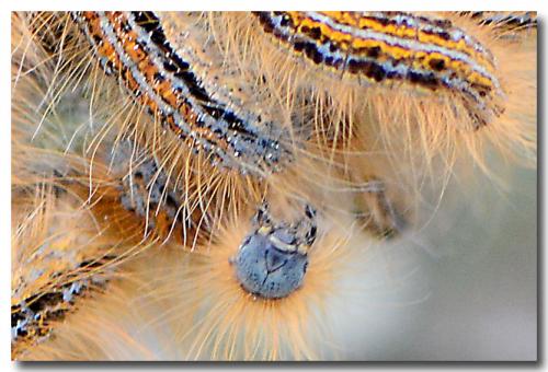 Malacosoma castrensis