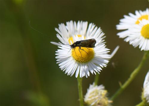 Nemophora sp.