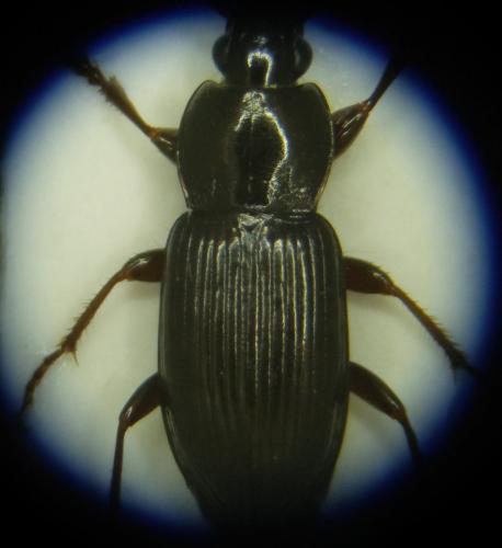 Pterostichus vernalis