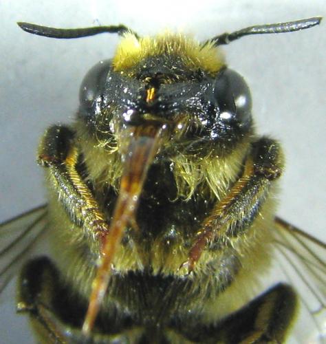 Réf. 208 709 : Megachile ericetorum