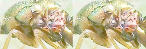 Torymus sp.