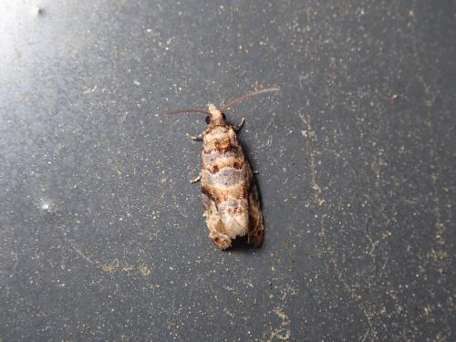 Réf. 208 015 : Lobesia botrana