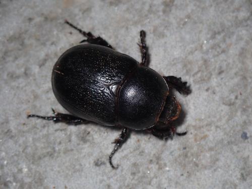 Pentodon bidens