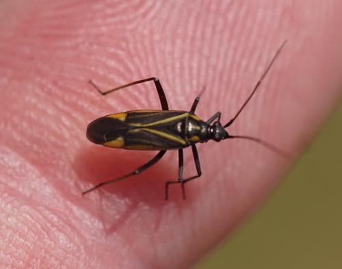 Réf. 208 826 : Hadrodemus m-flavum
