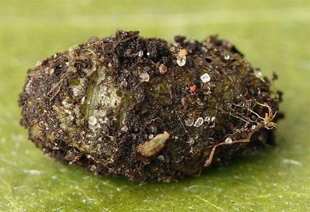 Pristiphora mollis