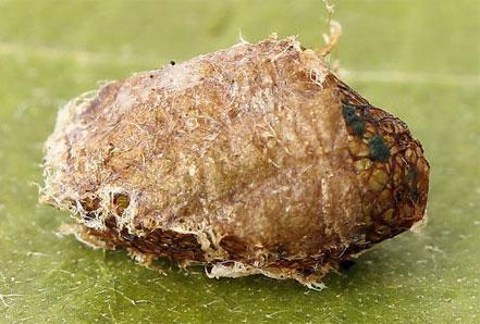 Réf. 208 606 : Pristiphora mollis