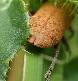 Lixus sp.