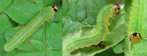 Réf. 208 490 : Strongylogaster multifasciata