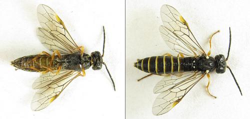 Strongylogaster multifasciata